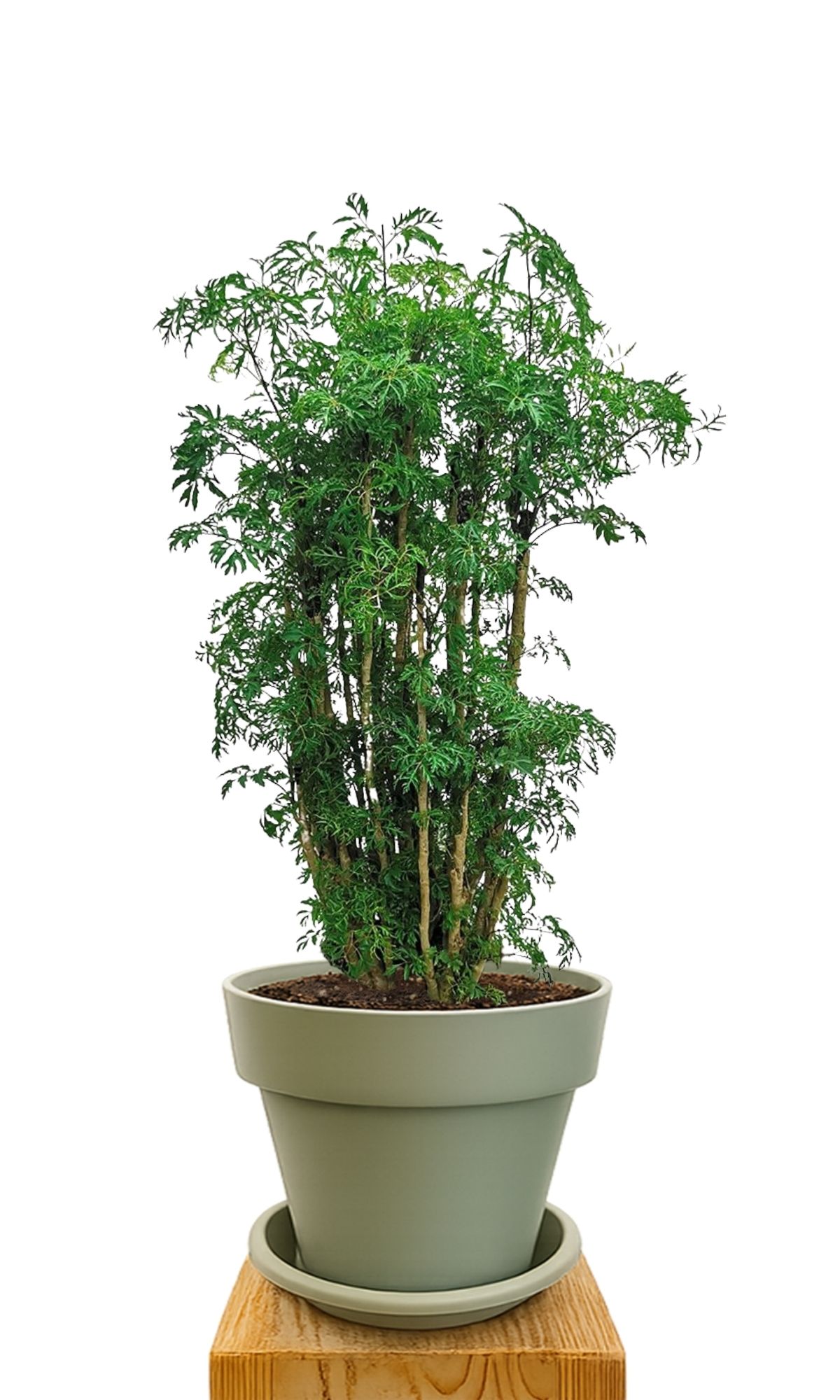 Plant kit 30 Green
